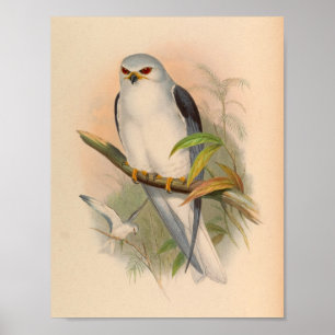 Poster Celebean Elanus White Kite Bird Art Vintage Imprim
