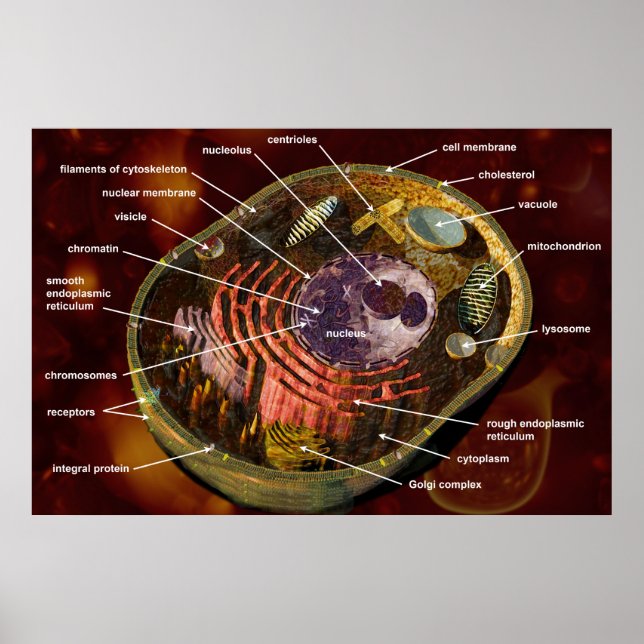 Poster Cellule animale (Devant)