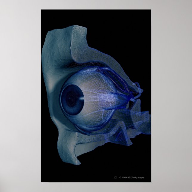Poster Cellule filaire 3d des muscles oculaires dans une  (Devant)