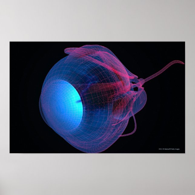 Poster Cellule filaire des muscles de l'oeil (Devant)