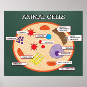 Poster Cellules animales *MISE À JOUR*