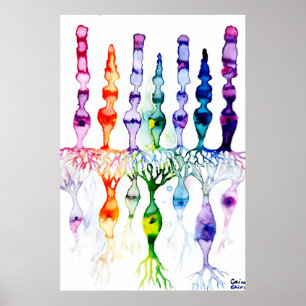 Poster Cellules cônes cellules tiges et neurone bipolaire