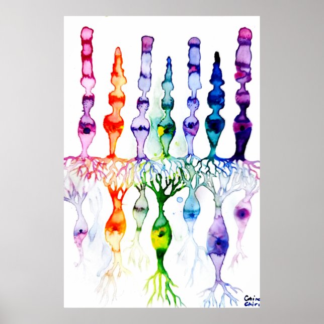 Poster Cellules cônes cellules tiges et neurone bipolaire (Devant)