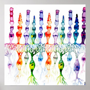 Poster Cellules cônes cellules tiges et neurone bipolaire