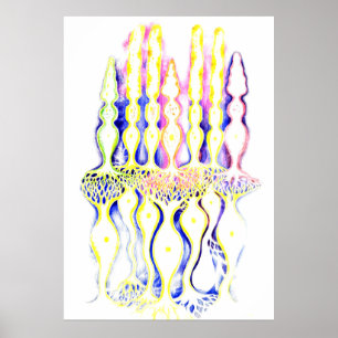 Poster Cellules cônes, cellules tiges et neurones bipolai