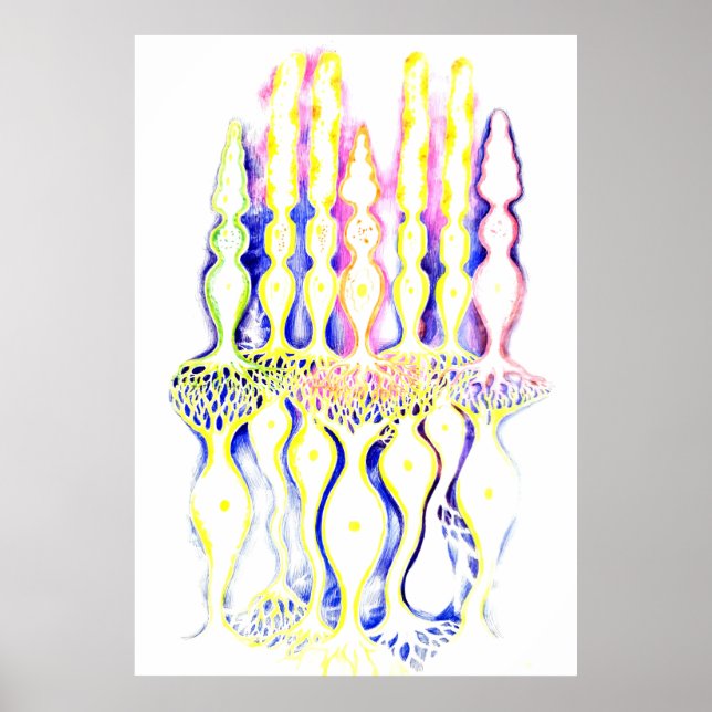 Poster Cellules cônes, cellules tiges et neurones bipolai (Devant)