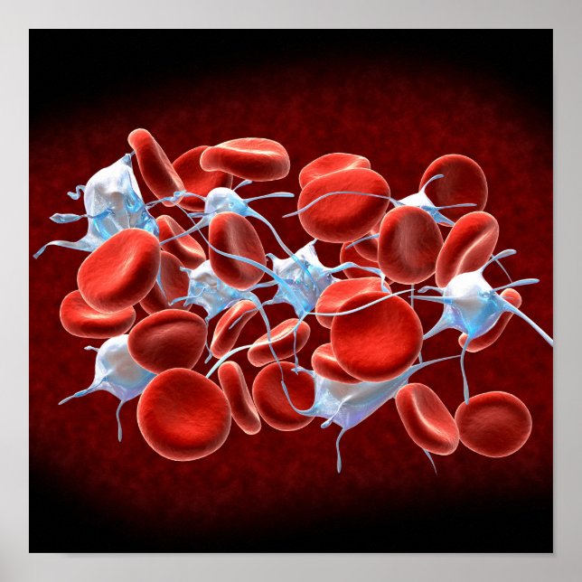 Poster Cellules de sang rouge avec leucocytes (Devant)