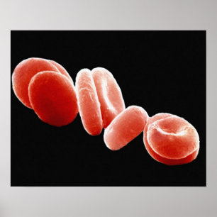 Poster Cellules de sang rouges
