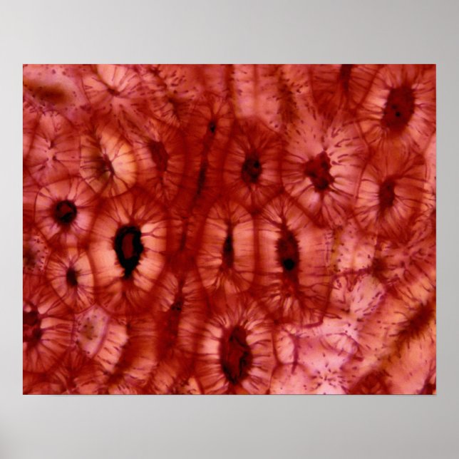 Poster Cellules de Sclerenchyma d'un cerisier (Devant)