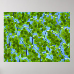 Poster Cellules Plantes Plagiomnium Affine avec Chloropla