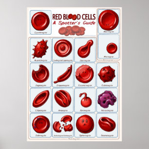 Poster Cellules rouges