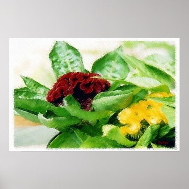 Poster Celosia/Cockscomb (Devant)