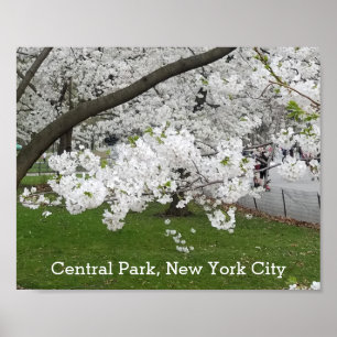 Poster Central Park New York Arbre florissant au printemp