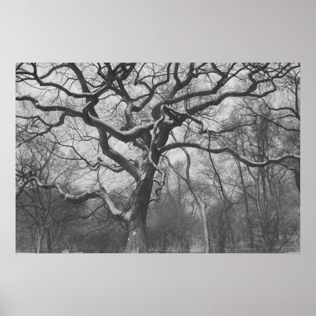Poster Central Park, NYC (Devant)