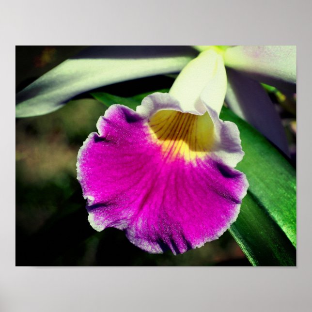 Poster Centre de fleurs d'orchidées violettes (Devant)