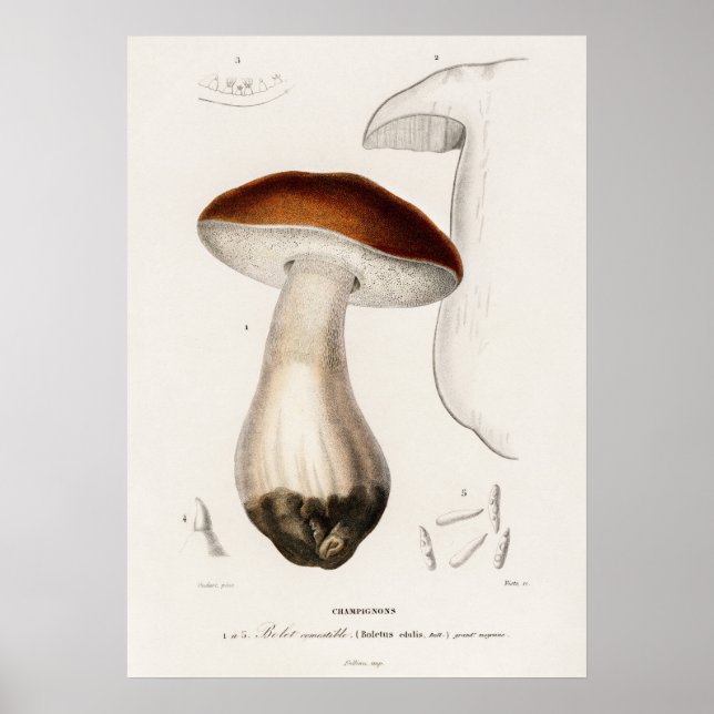Poster Cèpe de Bordeaux (Boletus edulis) (Devant)