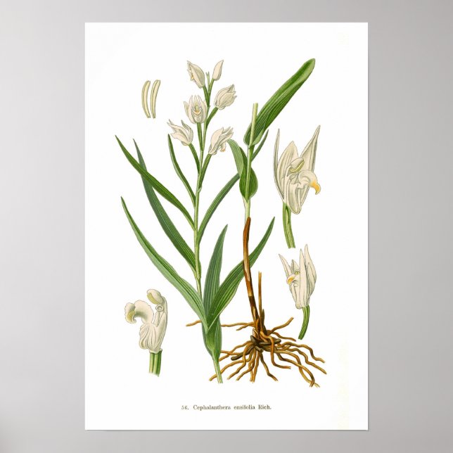 Poster Cephalanthera ensifolia (Devant)