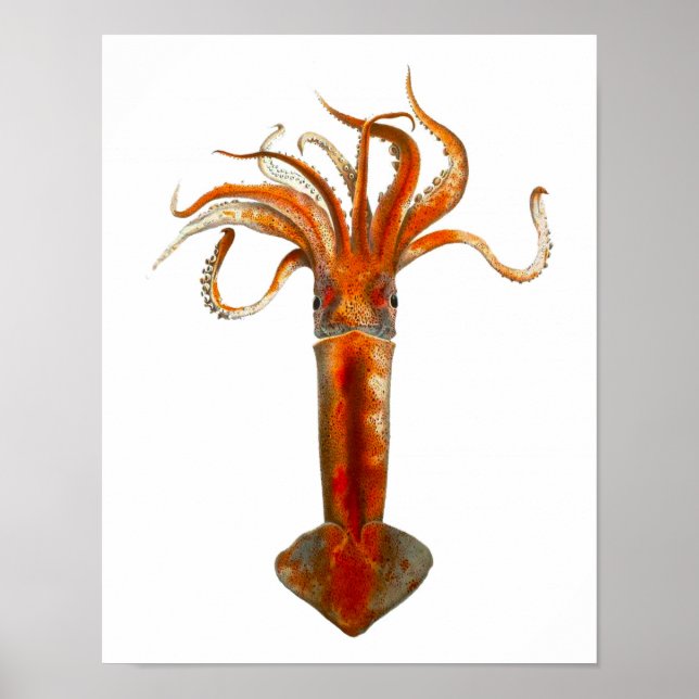 Poster Cephalopod no 11 Red Squid Sea Life Imprimer (Devant)