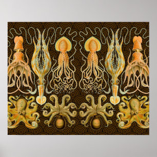 Poster Cephalopod poulpe calmar Nature marine