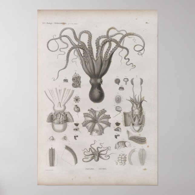 Poster Céphalopode scientifique vintage illustré (Devant)