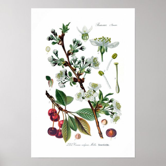 Poster Cerasus vulgaris (Cerise) (Devant)