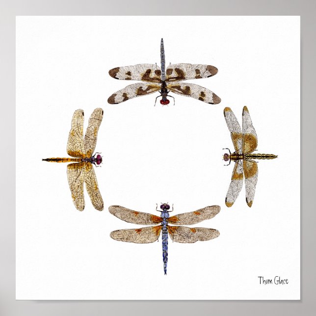 POSTER CERCLE DE DRAGONFLIERS (Devant)