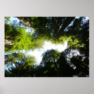 Poster Cercle de séquoias à Redwood National Park