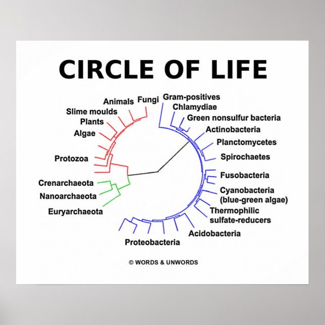 Poster Cercle De Vie (Arbre Phylogénétique Circulaire) (Devant)