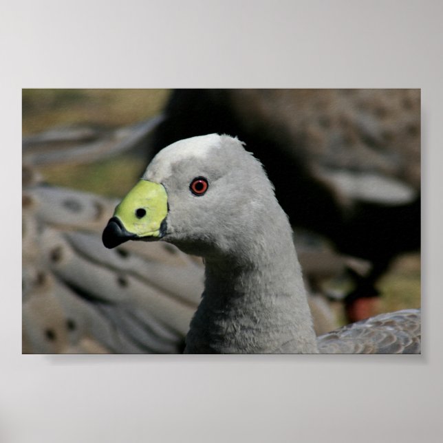 Poster Cereopsis novaehollandiae ou Cape Barren Goose (Devant)