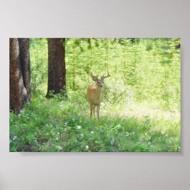 Poster Cerf (Devant)