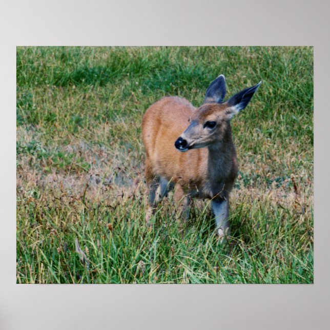 Poster Cerf (Devant)