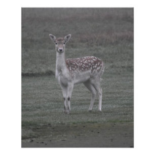 Poster Cerf