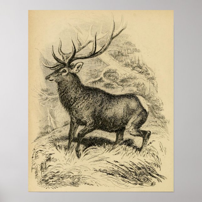 Poster Cerf (1849) (Devant)