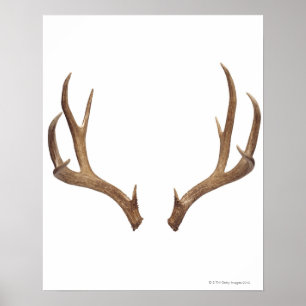 Poster Cerf à dix points