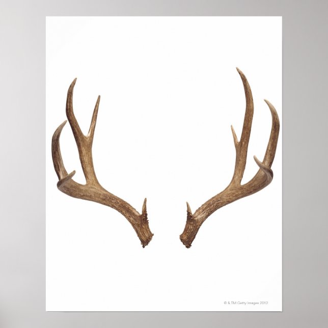 Poster Cerf à dix points (Devant)