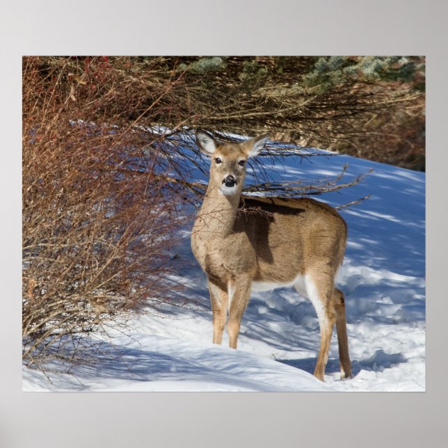 Poster Cerf À La Neige Et À La Brosse (Devant)