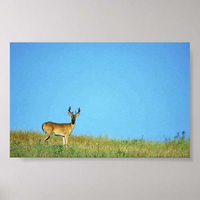 Poster Cerf à queue blanche (Devant)