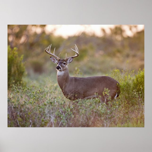 Poster Cerf à queue blanche | Automne au Texas (Devant)