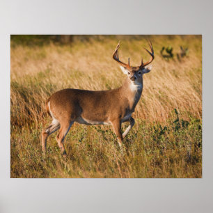 Poster Cerf à queue blanche   Automne au TX