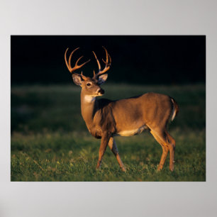 Poster Cerf à queue blanche Choke Canyon State Park, TX