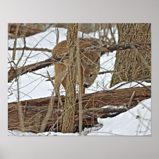 Poster Cerf à queue blanche dans la neige (Devant)