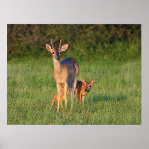 Poster Cerf à queue blanche   Habitat Grassy