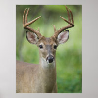 Cerf à queue blanche | Hill Country, Texas