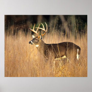 Poster Cerf à queue blanche Smoky Mountains Tennessee