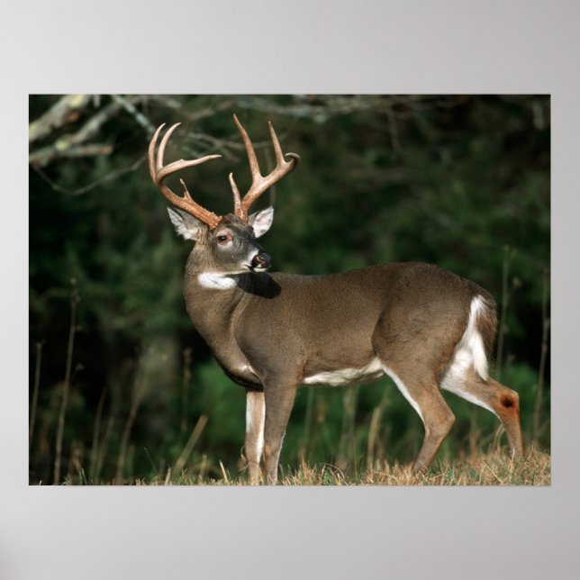 Poster Cerf à queue blanche | Tennessee (Devant)