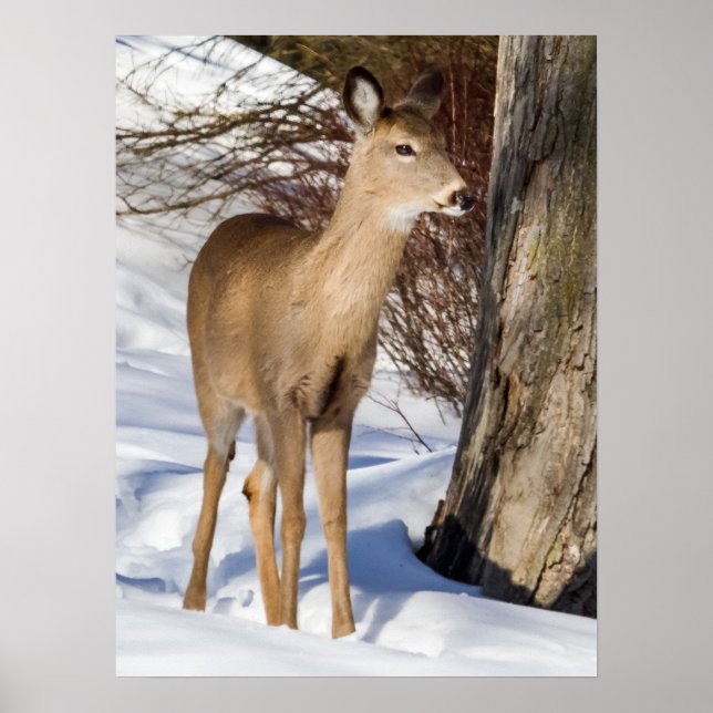 Poster Cerf à queue blanche (vue rapprochée) (Devant)