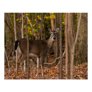 Poster Cerf à Woods