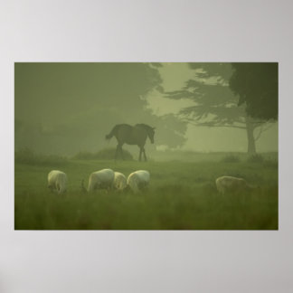 Poster Cerf blanc de Mallow