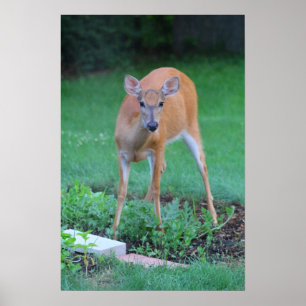 Poster Cerf blanc, Ohio