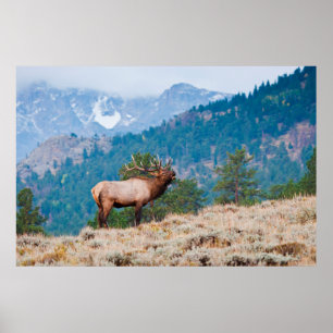 Poster Cerf (Cervus Elephus) mâle bramant